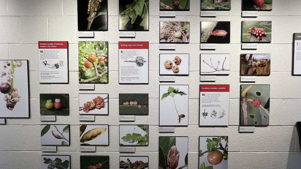 Buzzy new exhibit opens at the Frost Entomological Museum Herbal